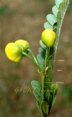  Inflorescence